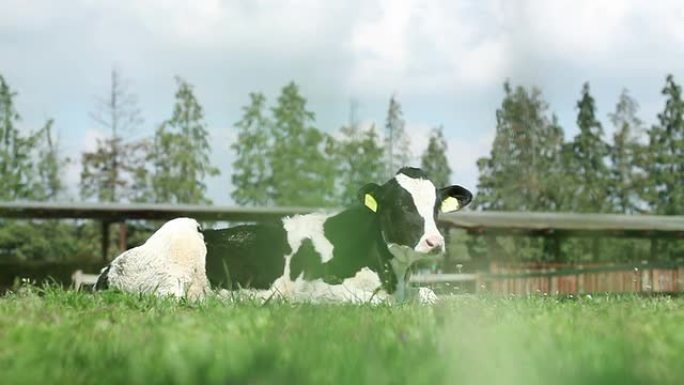 奶牛天然有机纯牛奶天然牧场奶牛养殖场