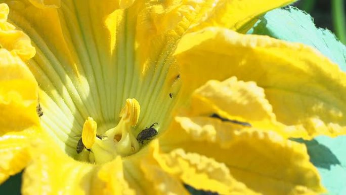 SLO MO蜜蜂收集花粉