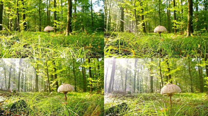 MS森林中的蘑菇森林中的蘑菇