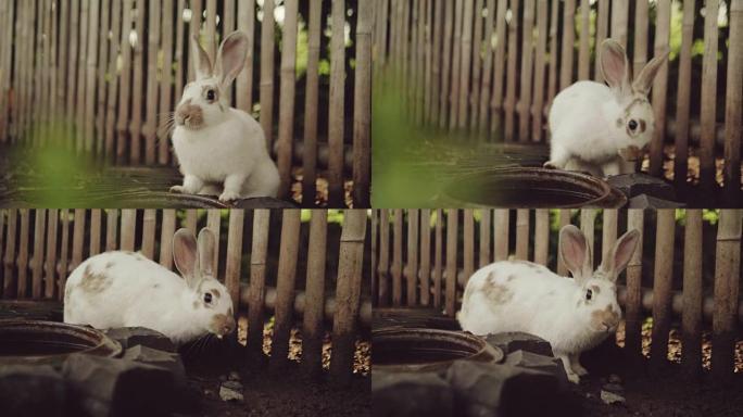 兔子在花园里跑。视频素材