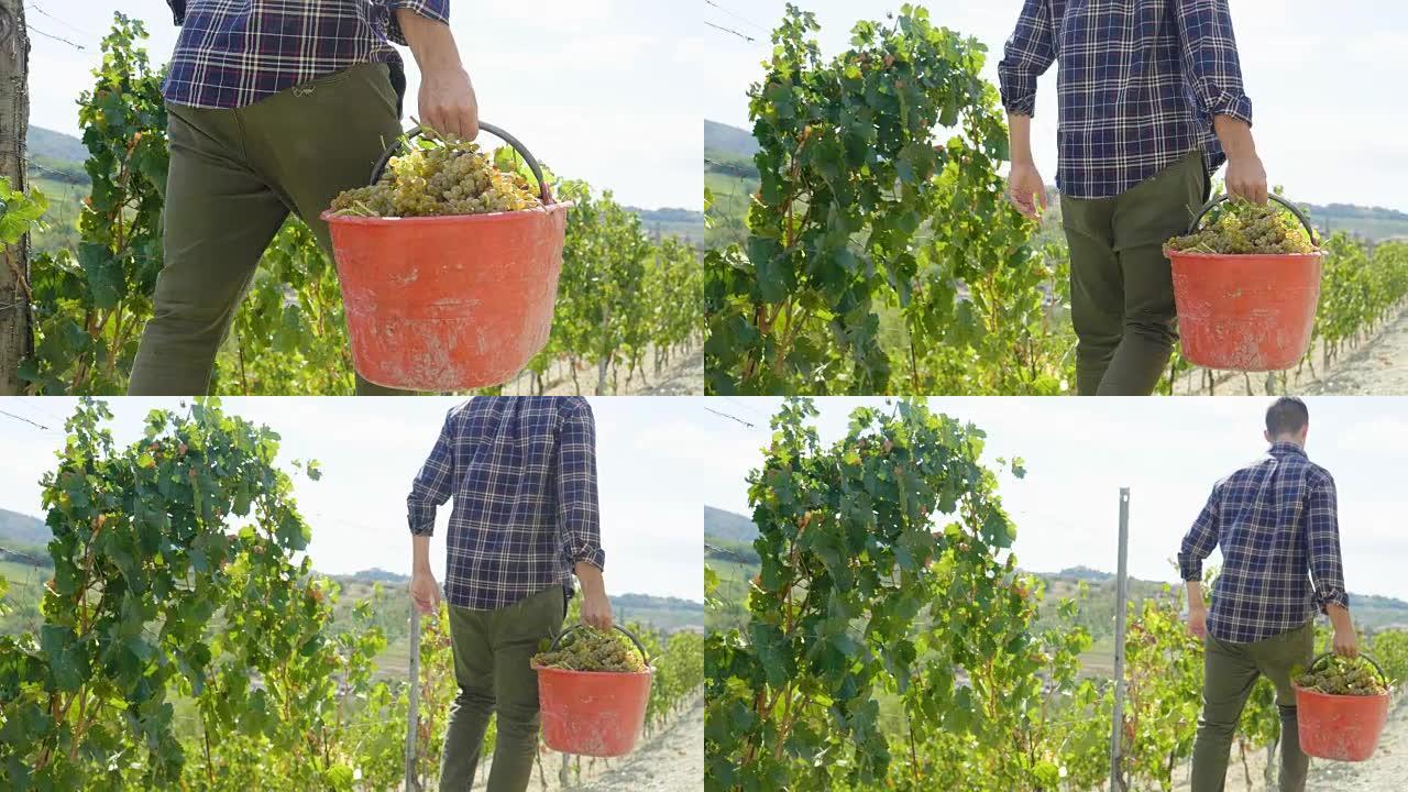 一群农民在9月收获葡萄园，检查并收集意大利精选的葡萄串，以获得丰收。