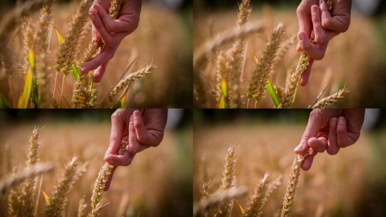 手触摸小麦麦田小麦大麦麦粒麦穗