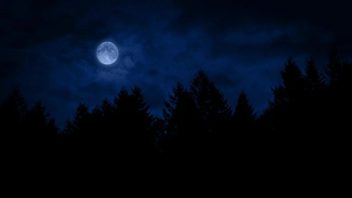 夜晚月亮在树林上方