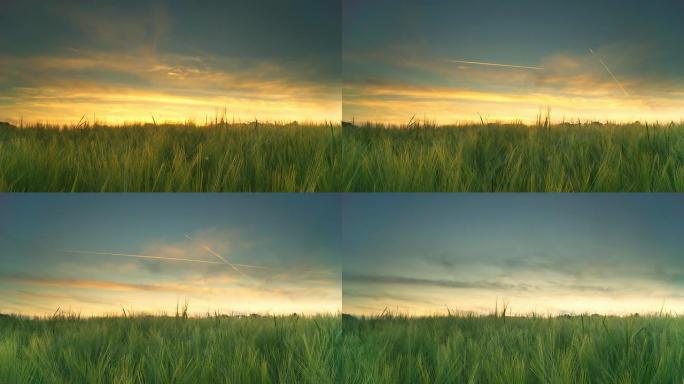 高清动态延时：大麦地上的日落