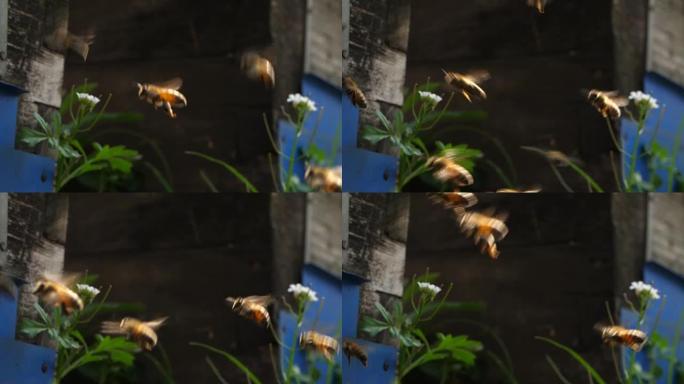 蜜蜂飞回蜂箱，4k