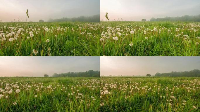 T/L晨雾在充满蒲公英的草地上