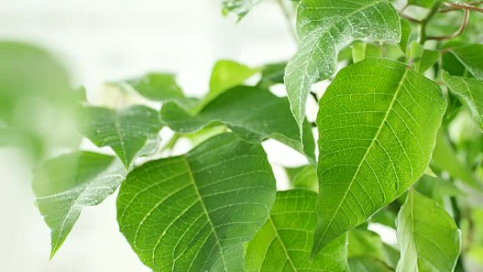 植物树叶空镜夏天夏至唯美空镜