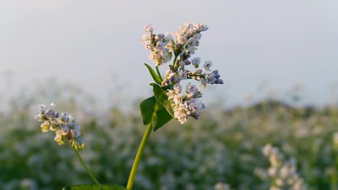 HD DOLLY：荞麦花