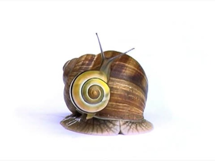 蜗牛PAL爬行蠕动昆虫软体动物