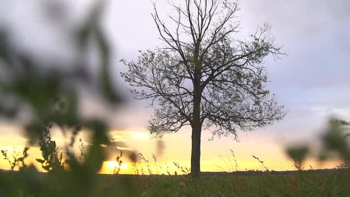 SLO MO日落中的孤独树