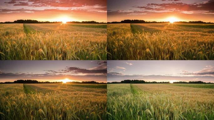 T/L 8k拍摄麦田上的日落云景