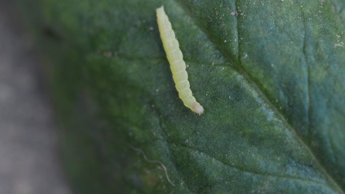 菜虫青菜蔬菜绿色健康