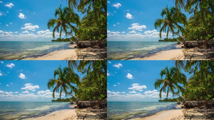 古巴有椰子棕榈的热带海滩