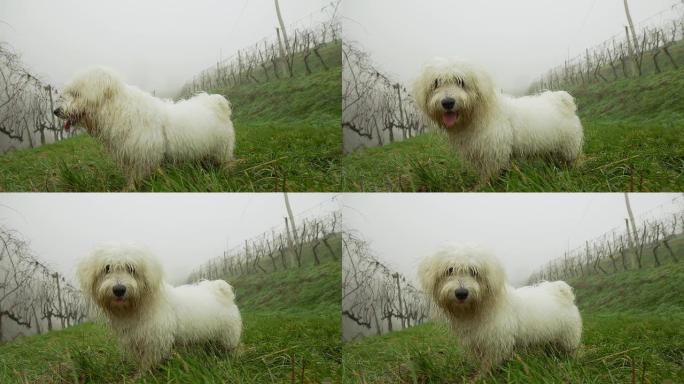 高清超级慢镜头：葡萄园里的狗