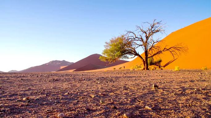 纳米比亚沙漠中的DS WS人