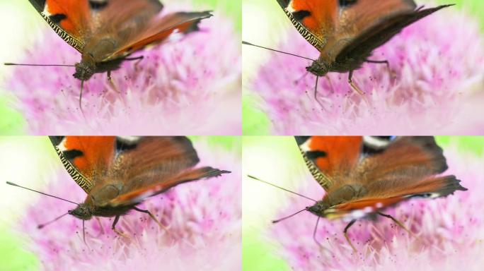 慢动作: 欧洲孔雀蝴蝶