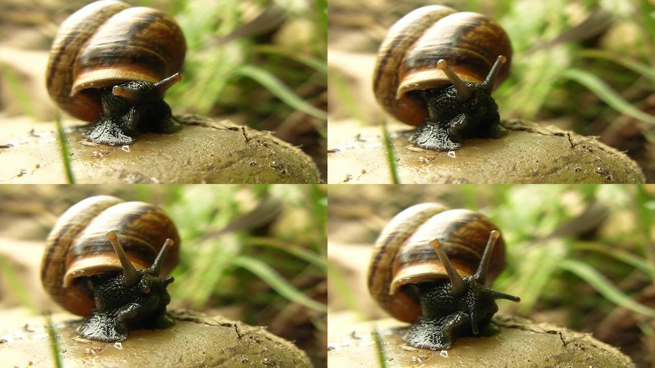 HD MACRO：蜗牛镜头