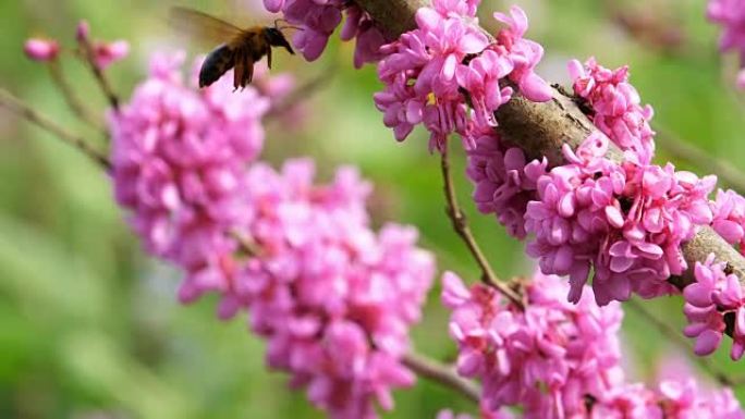 大黄蜂在盛开的紫荆花周围飞行的慢动作