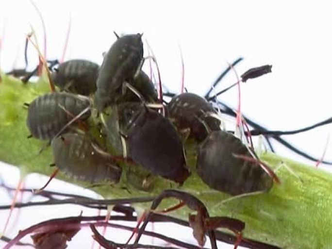 蚜虫NTSC标清素材害虫黑色牙虫