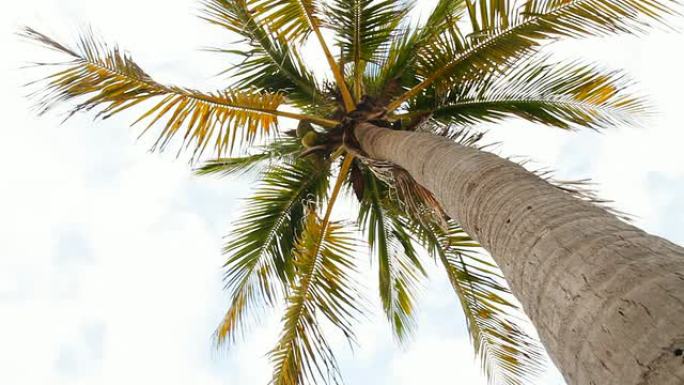 HD：棕榈树仰拍仰视叶子树热带植物