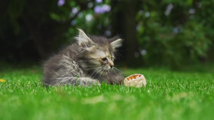 高清超级慢镜头：草地上顽皮的小猫