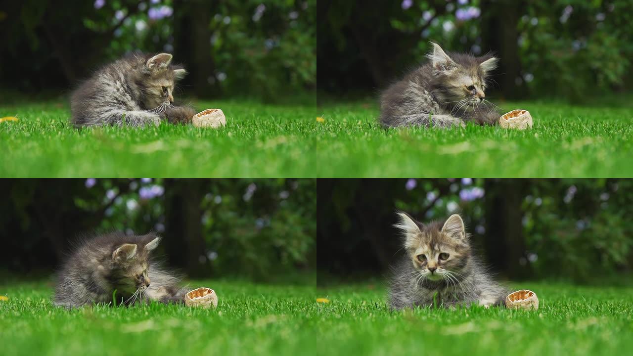 高清超级慢镜头：草地上顽皮的小猫