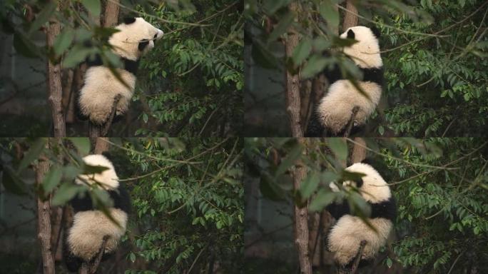 树上有一只可爱的熊猫熊，4k