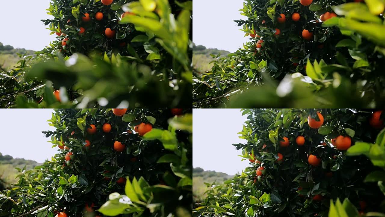 挂在地中海橙色树林树上的橘子