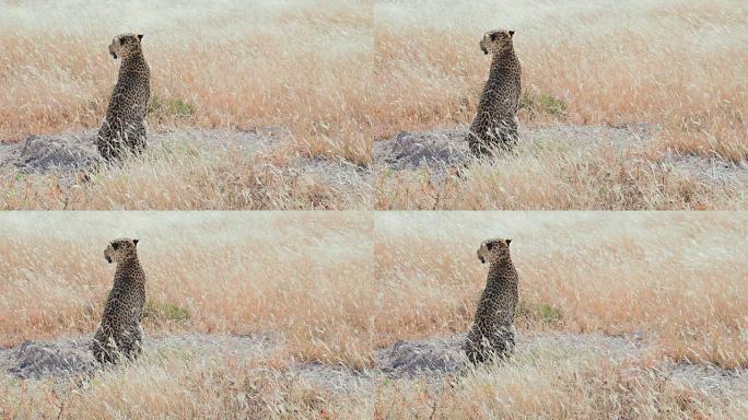 寻找猎物的慢镜头豹
