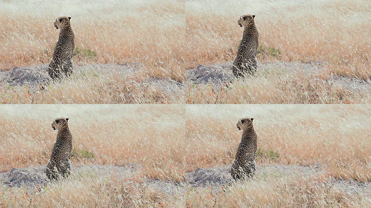 寻找猎物的慢镜头豹