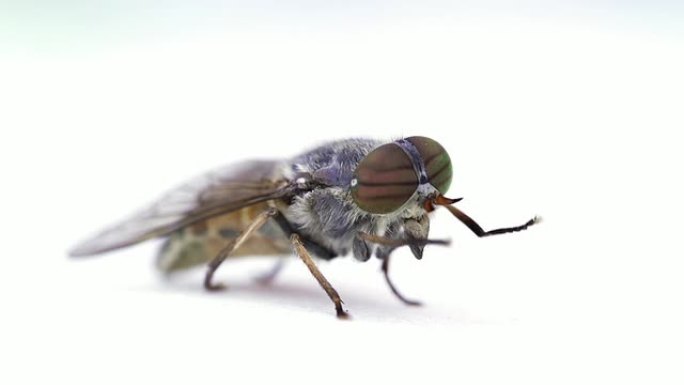 慢速运动：飞翔苍蝇-昆虫