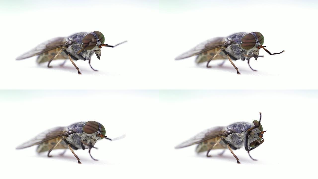 慢速运动：飞翔苍蝇-昆虫