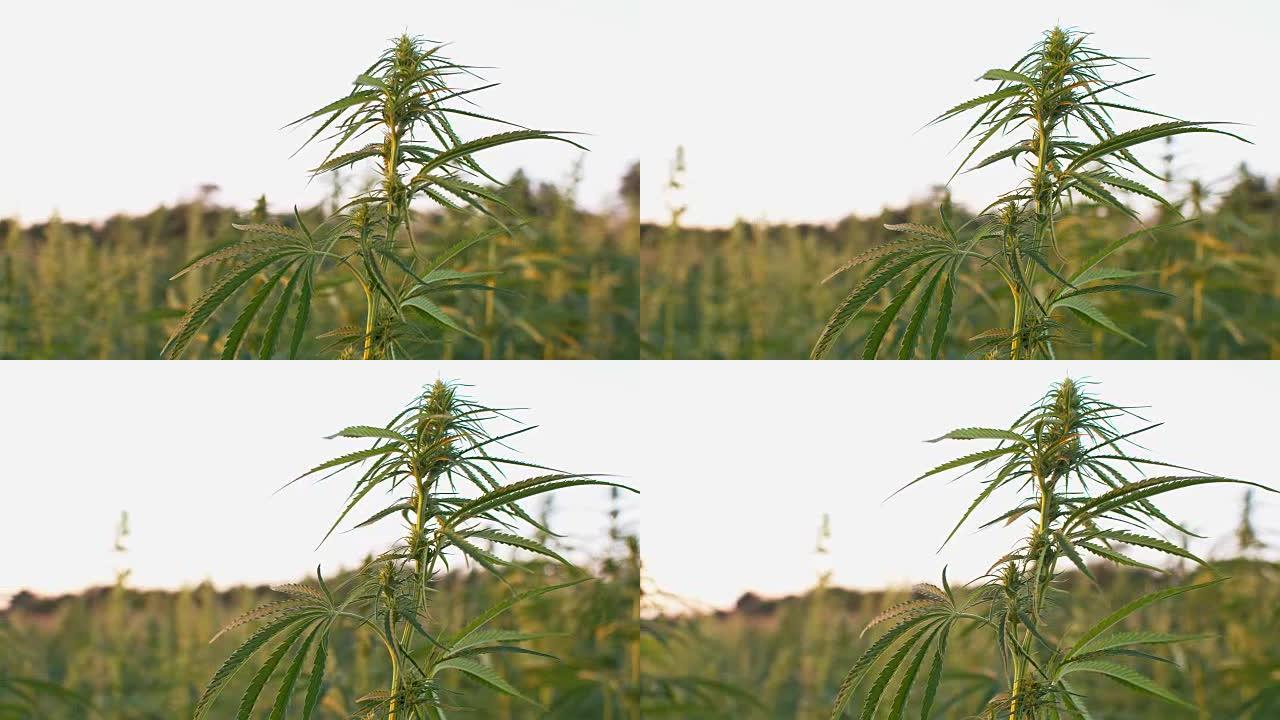 大麻植株孤立在一片田野的中央