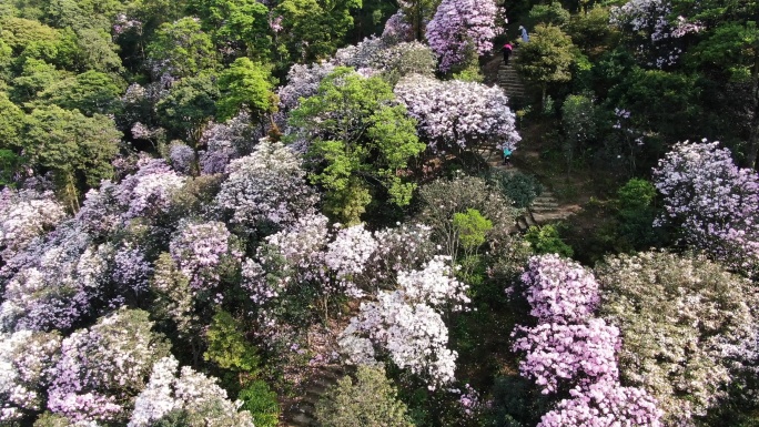 深圳梧桐山杜鹃花花海