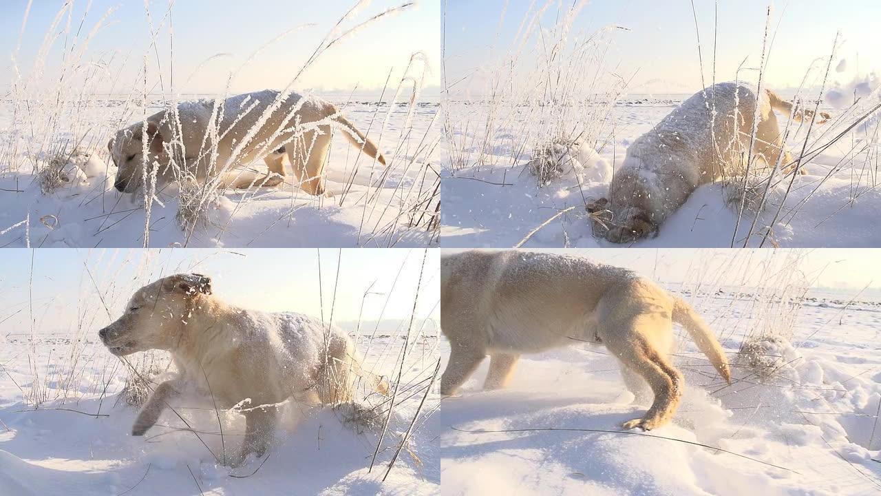 SLO MO小狗在雪地里奔跑