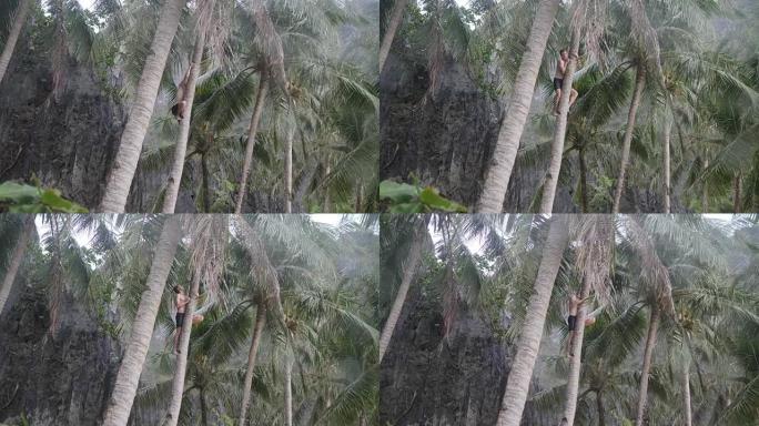 男子爬棕榈树