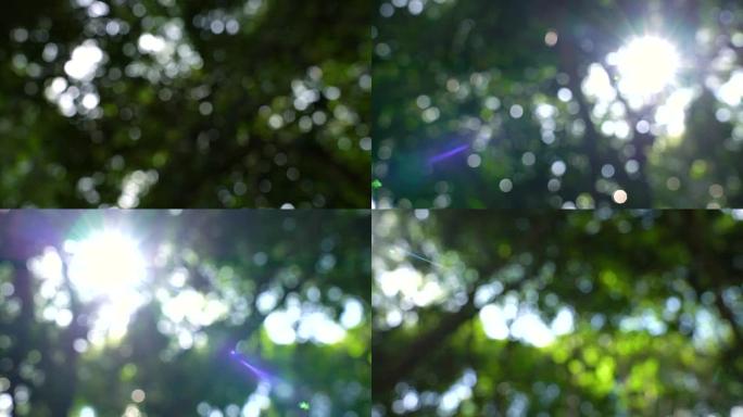 用镜头耀斑拍摄雨林中模糊的树的4k平移镜头。