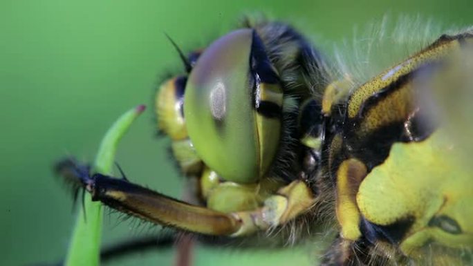 蜻蜓生物特写