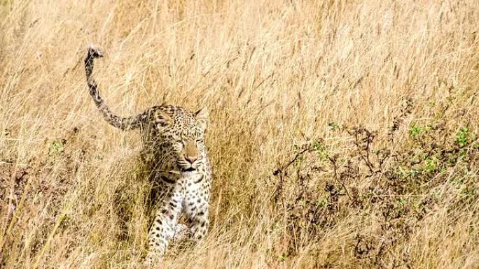 萨凡纳的CS子豹野生豹户外觅食