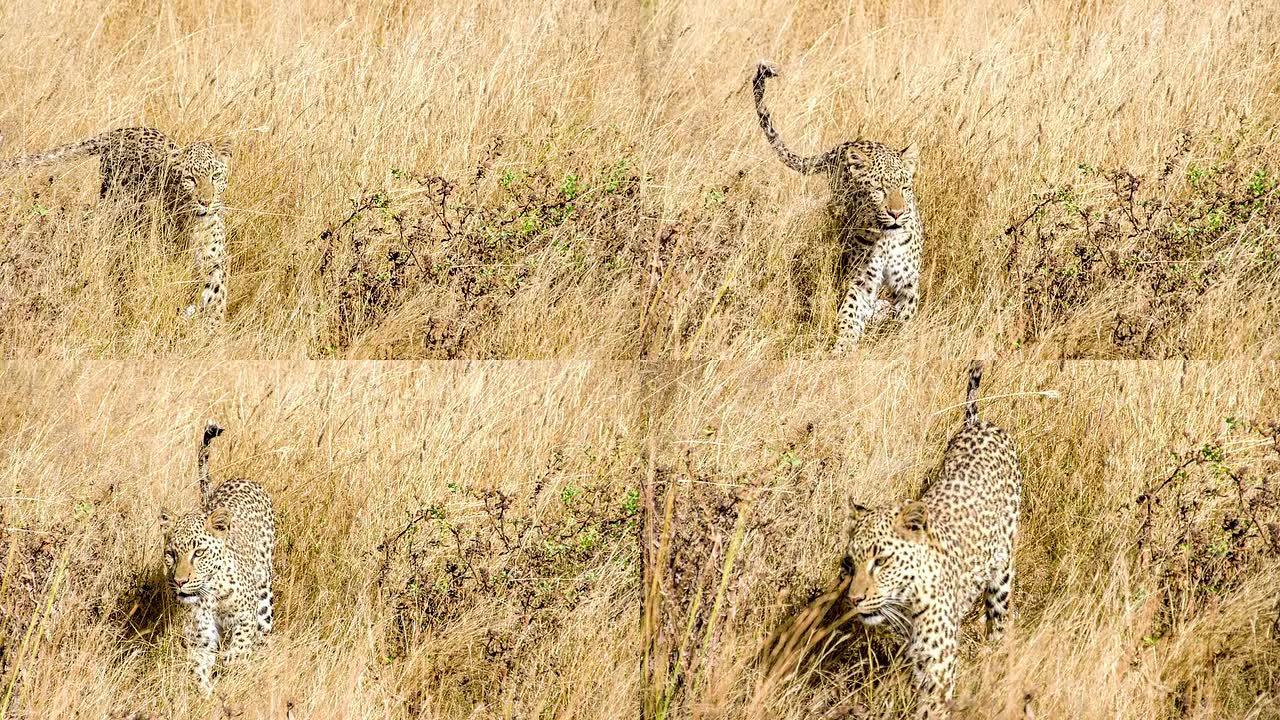萨凡纳的CS子豹野生豹户外觅食