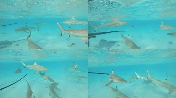 水下: 黑鳍鲨和黄貂鱼在海洋中漫游的美丽镜头。