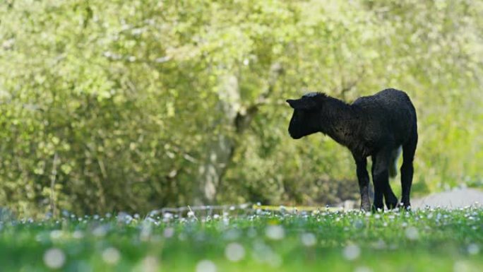花园里的小羊羔吃草，看着相机
