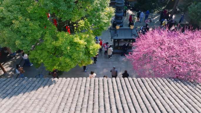 湖州梅花红梅花铁佛寺