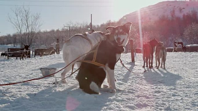 挪威著名小屋之一的SLO MO雪橇犬