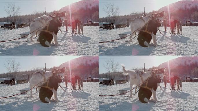 挪威著名小屋之一的SLO MO雪橇犬