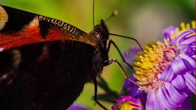 蝴蝶采集花粉的慢动作镜头