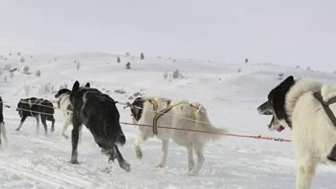 WS狗拉雪橇在挪威东北部的某个地方