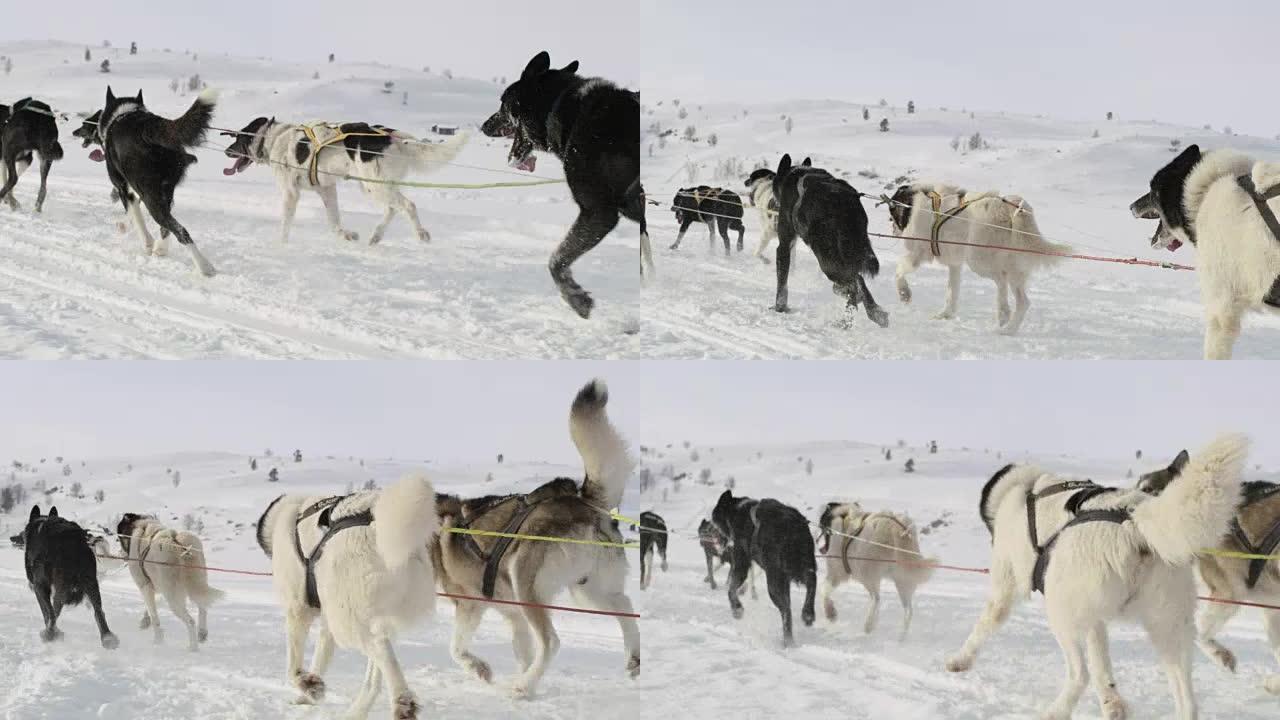 WS狗拉雪橇在挪威东北部的某个地方