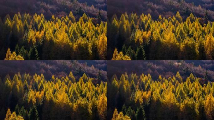 秋天五颜六色树的自然主题背景