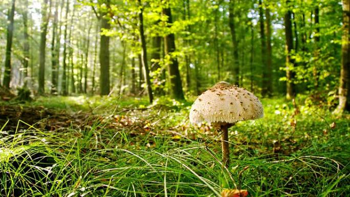 WS森林中的寄生蘑菇